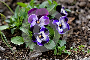 Beautiful colorful spring pansies in our garden