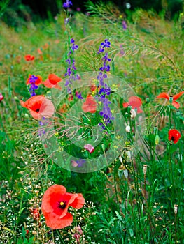 Beautiful colorful summer meadow with red poppies and purple and yellow meadow flowers