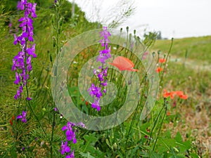 Beautiful colorful summer meadow with red poppies and purple and yellow meadow flowers