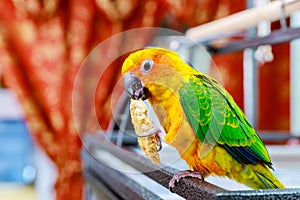 beautiful colorful sun conure wild parrot eating cookie