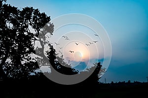 Beautiful, colorful sunset, sunrise over a tree. concept Silhouette birds flying on meadow autumn sunrise landscape background