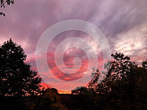 Beautiful and colorful sunset with tree branches silhouette