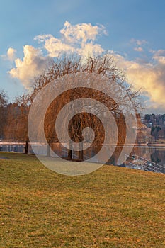 Beautiful colorful tree by the water. Willow stands by the dam. Blue sky with clouds