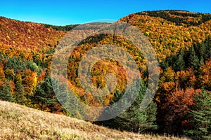 Beautiful colorful trees in autumn forest