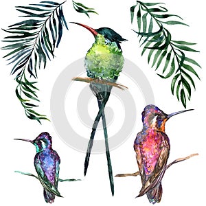 Beautiful colorful tropical birds sitting on branches isolated on white background.