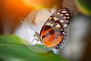 Beautiful colorful tropical butterfly called Heliconius hecale standing on green leaves in Konya tropical butterfly garden