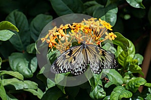 Beautiful colorful tropical butterfly called Large Tree Nymph drinking nectar of flowers in Konya tropical butterfly garden