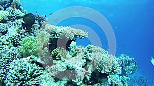 Beautiful Colorful Tropical Fish on Vibrant Coral Reefs Underwater in the Red Sea