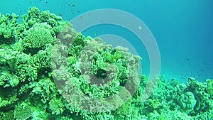 Beautiful Colorful Tropical Fish on Vibrant Coral Reefs Underwater in the Red Sea