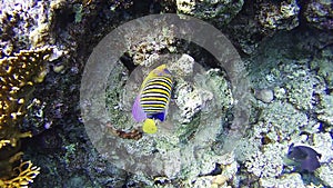 Beautiful Colorful Tropical Fish on Vibrant Coral Reefs Underwater in the Red Sea