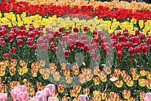 beautiful colorful tulip fields are a treat to the eyes, feels like heaven photo