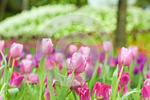 Beautiful of colorful tulip flowers bouquet on field in green garden