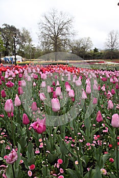 Beautiful Colorful tulip flowers Floriade