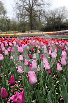 Beautiful Colorful tulip flowers Floriade