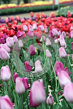 Beautiful Colorful tulip flowers Floriade