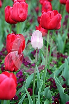 Beautiful Colorful tulip flowers Floriade