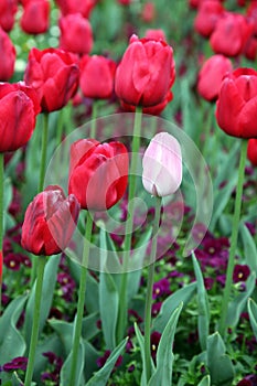 Beautiful Colorful tulip flowers Floriade