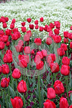 Beautiful Colorful tulip flowers Floriade