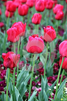 Beautiful Colorful tulip flowers Floriade