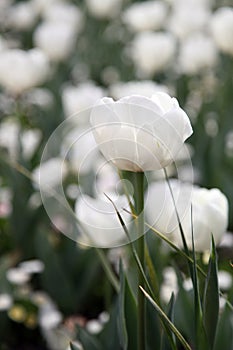 Beautiful Colorful tulip flowers Floriade