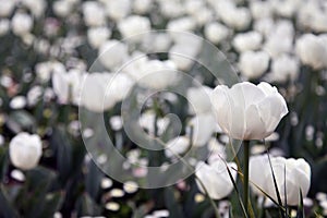 Beautiful Colorful tulip flowers Floriade