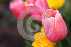 Beautiful Colorful tulip flowers Floriade