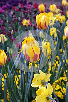 Beautiful Colorful tulip flowers Floriade