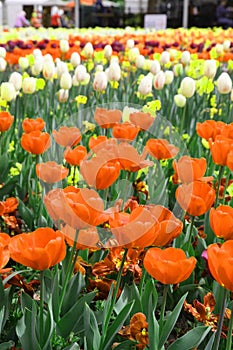 Beautiful Colorful tulip flowers Floriade