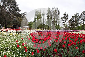 Beautiful Colorful tulip flowers Floriade photo