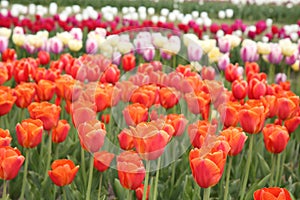 Beautiful colorful tulip flowers growing in field