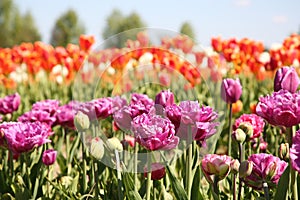 Beautiful colorful tulip flowers growing in field