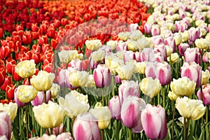 Beautiful colorful tulip flowers growing in field