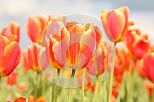 Beautiful colorful tulip flowers growing in field, closeup