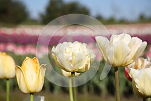 Beautiful colorful tulip flowers growing in field on sunny day, closeup