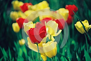 Beautiful colorful tulip and iris flowers