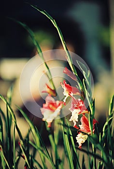 Beautiful colorful tulip and iris flowers