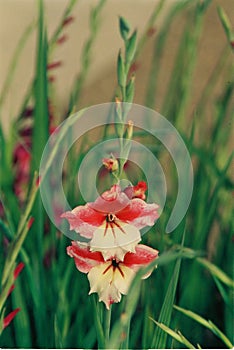 Beautiful colorful tulip and iris flowers