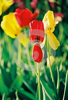 Beautiful colorful tulip and iris flowers