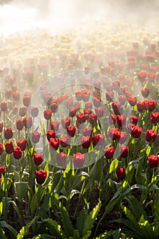 Beautiful colorful tulips blooming with morning light