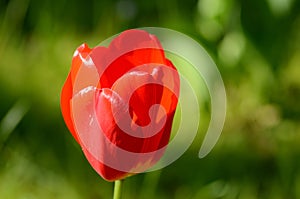 Tulip flower on a blurry background