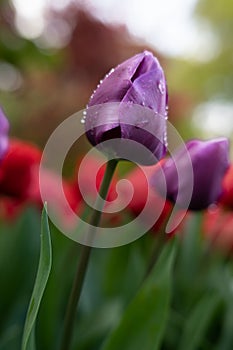 Beautiful colorful tulips in the garden