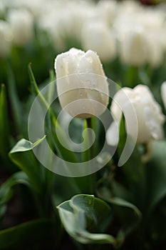 Beautiful colorful tulips in the garden