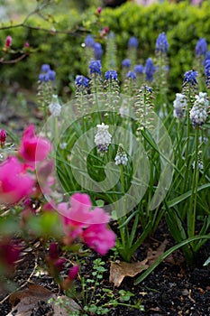 Beautiful colorful tulips in the garden