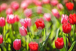 Beautiful colorful tulips in garden