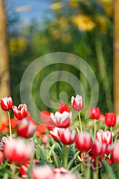 Beautiful colorful tulips in garden