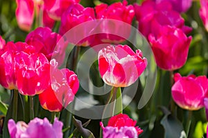 beautiful and colorful tulips garden in spring