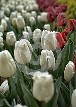 Beautiful colorful tulips in the garden. Tulipa Antarctica