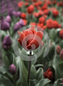 Beautiful colorful tulips in the garden. Tulipa Apeldoorn