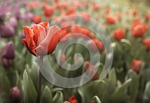 Beautiful colorful tulips in the garden. Tulipa Apeldoorn