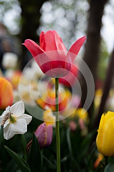 Beautiful colorful tulips in the garden. Tulipa Apeldoorn